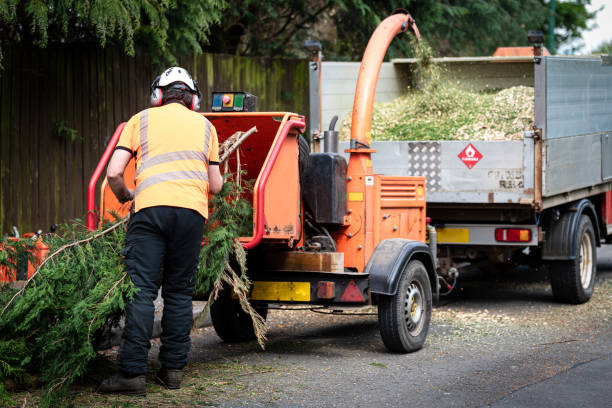 Residential Tree Removal in Orem, UT